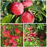 Aloo Bukhara Plum Fruit Plant - Mohomaya