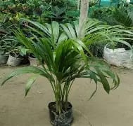 Natural Areca Palm Plant - Mohomaya