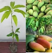 All Season Mango Fruit Plant - Mohomaya