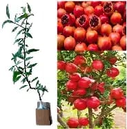 Pomegranate Dalim Grafted Fruit Plant - Mohomaya