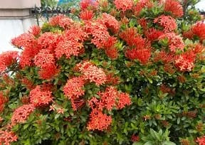 Ixora Red Flower Plant - Mohomaya
