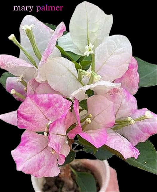 Mary Palmer Bougainvillea Plant | Rare Dual Color Bougainvillea