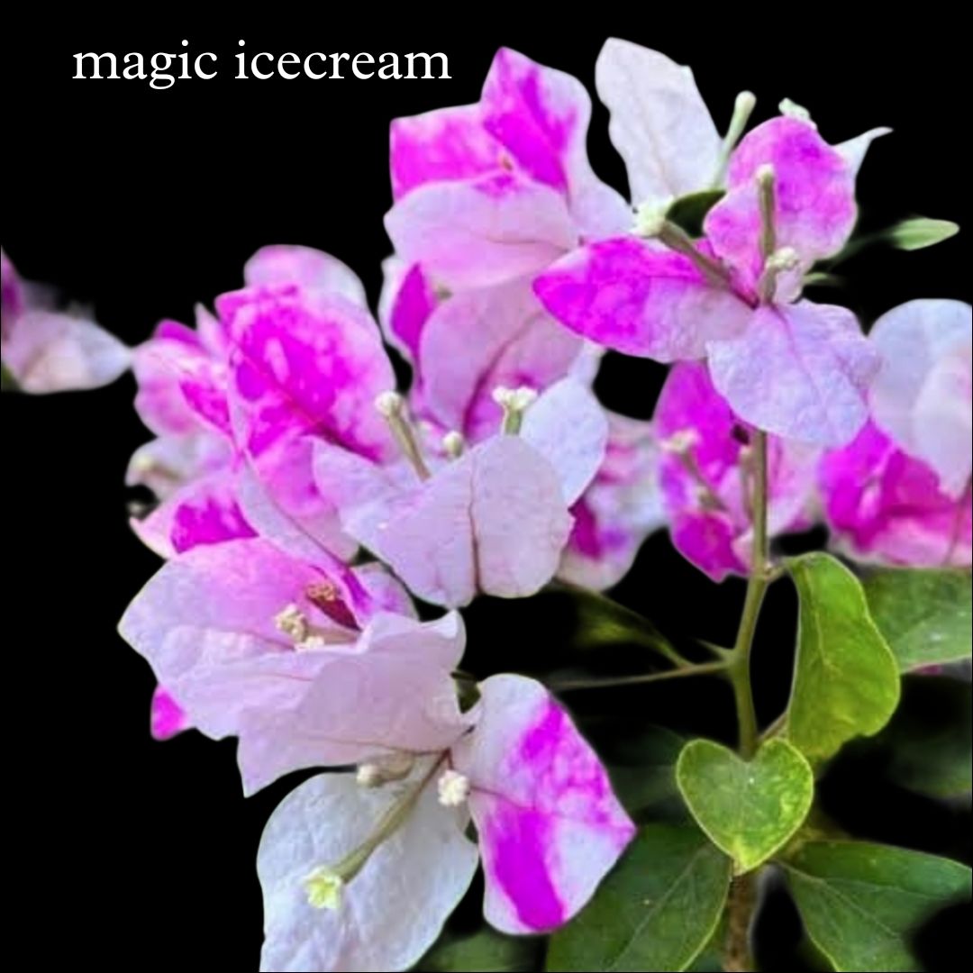 Magic icecream Bougainvillea Plant | Rare Dual Color Bougainvillea