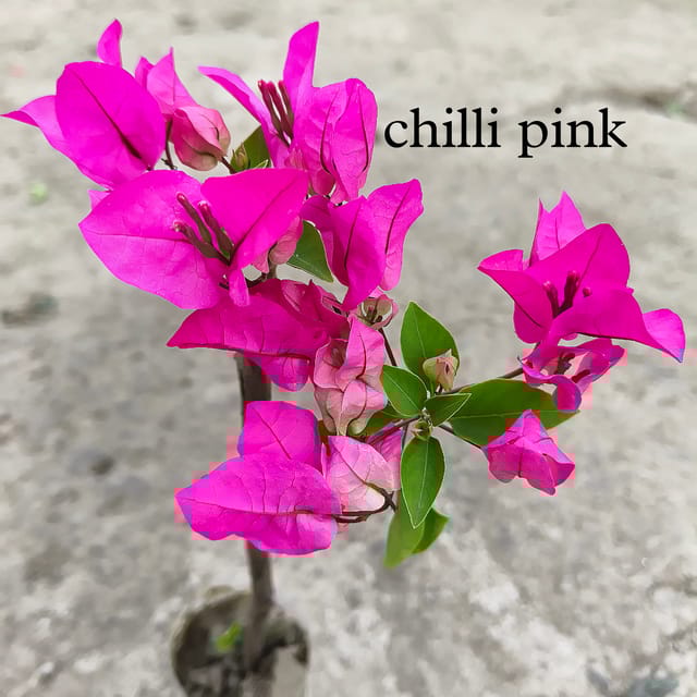 Chilli pink Bougainvillea Flower Plant | Vibrant Pink Color Bougainvillea | Healthy Rooted Plant in Pot | Flowering Ornamental Plant | Outdoor Terrace Garden Plant | 1 Plant in Secure Box
