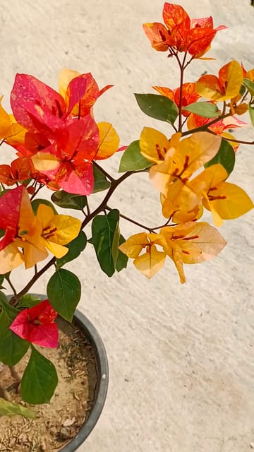 Aderna Bougainvillea Flower Plant | Red and Orange Color Bougainvillea