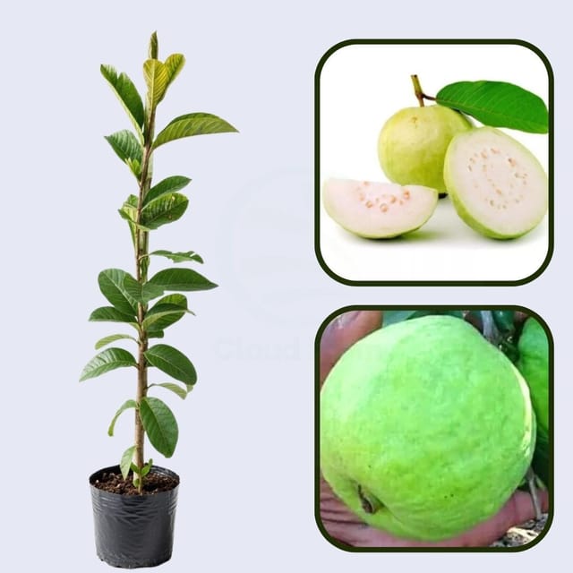 Lucknow 49 (Sardar) Air Layered Healthy Guava Fruit Plant