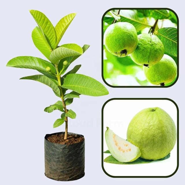 Arka Mridula Air Layered Healthy Guava Fruit Plant