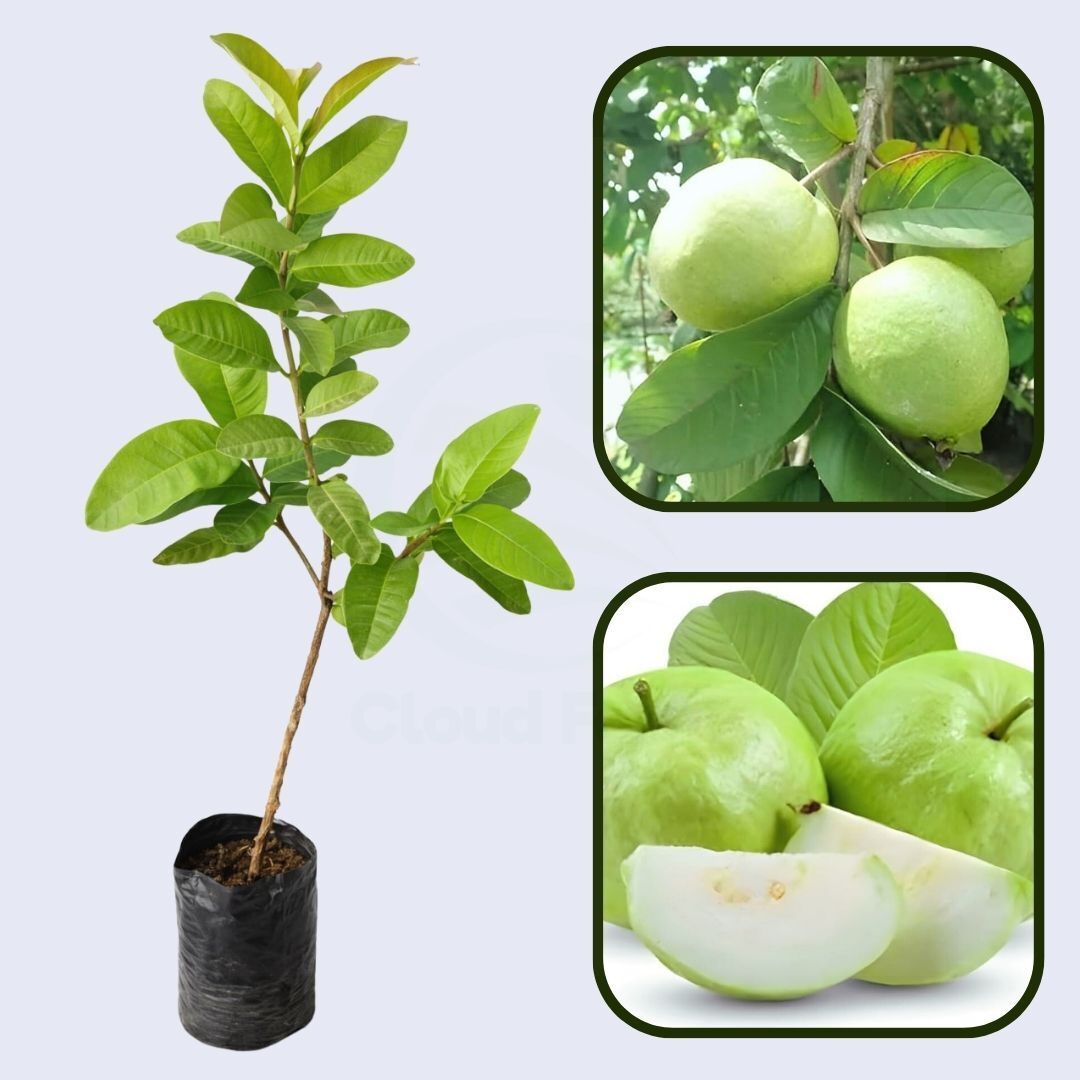 Arka Amulya Guava Air Layered Health Fruit Plant