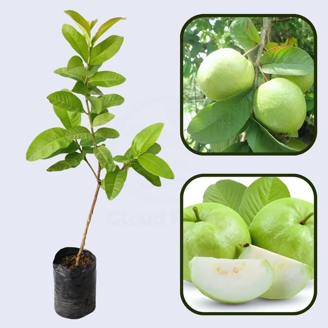 Arka Amulya Guava Air Layered Health Fruit Plant Arka Amulya Guava Air Layered Health Fruit Plant