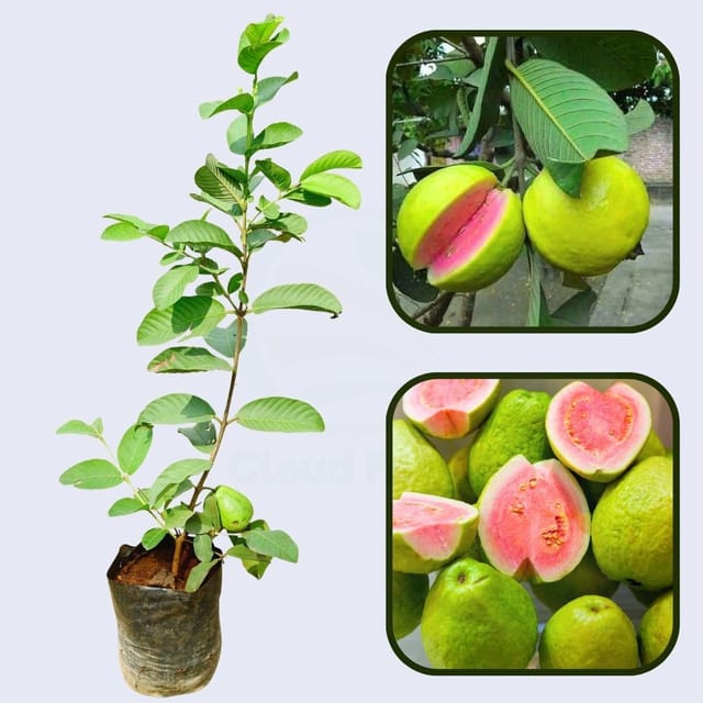 Arka Kiran Guava Air Layered Healthy Fruit Plant Arka Kiran Guava Air Layered Healthy Fruit Plant
