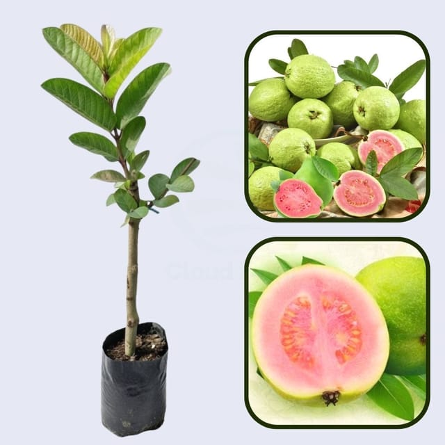 Lalit Guava Air Layered Healthy Fruit Plant