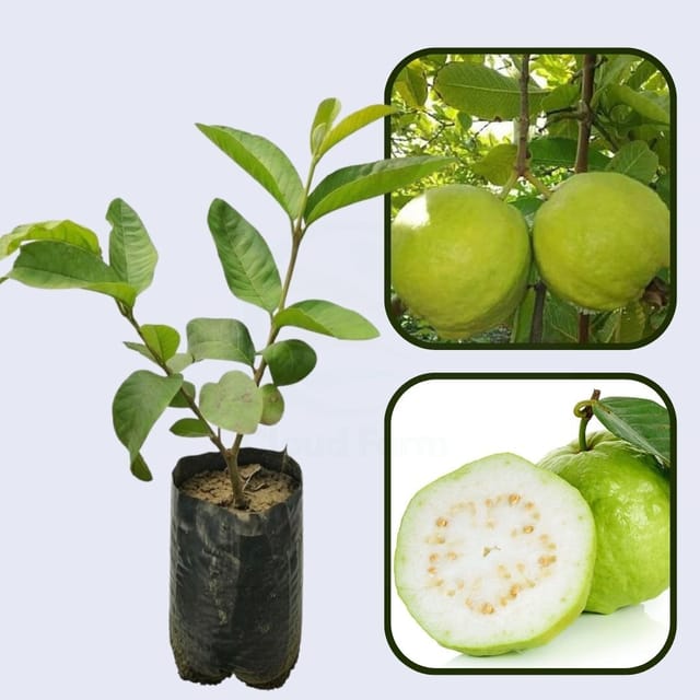 Shweta Guava Air Layered Healthy Fruit Plant