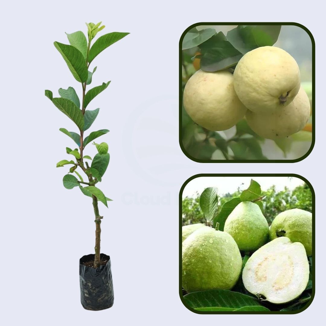 Hisar Safeda Guava Air Layered Healthy Fruit Plant