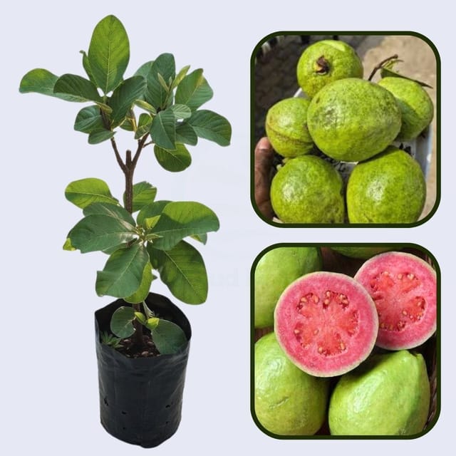 Hisar Surkha Guava Air Layered Healthy Fruit Plant