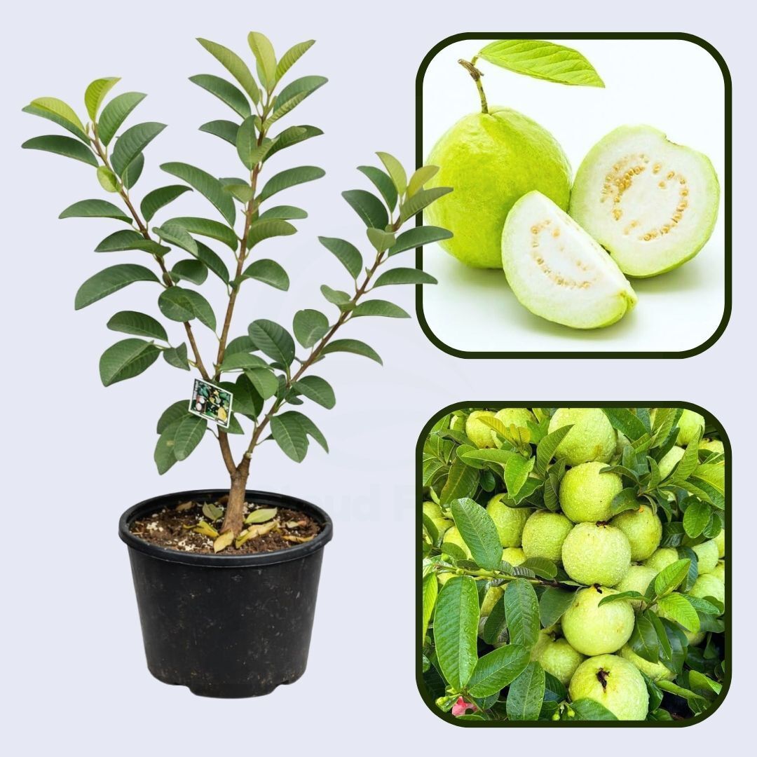 Banarasi Surkha Guava Air Layered Healthy Fruit Plant