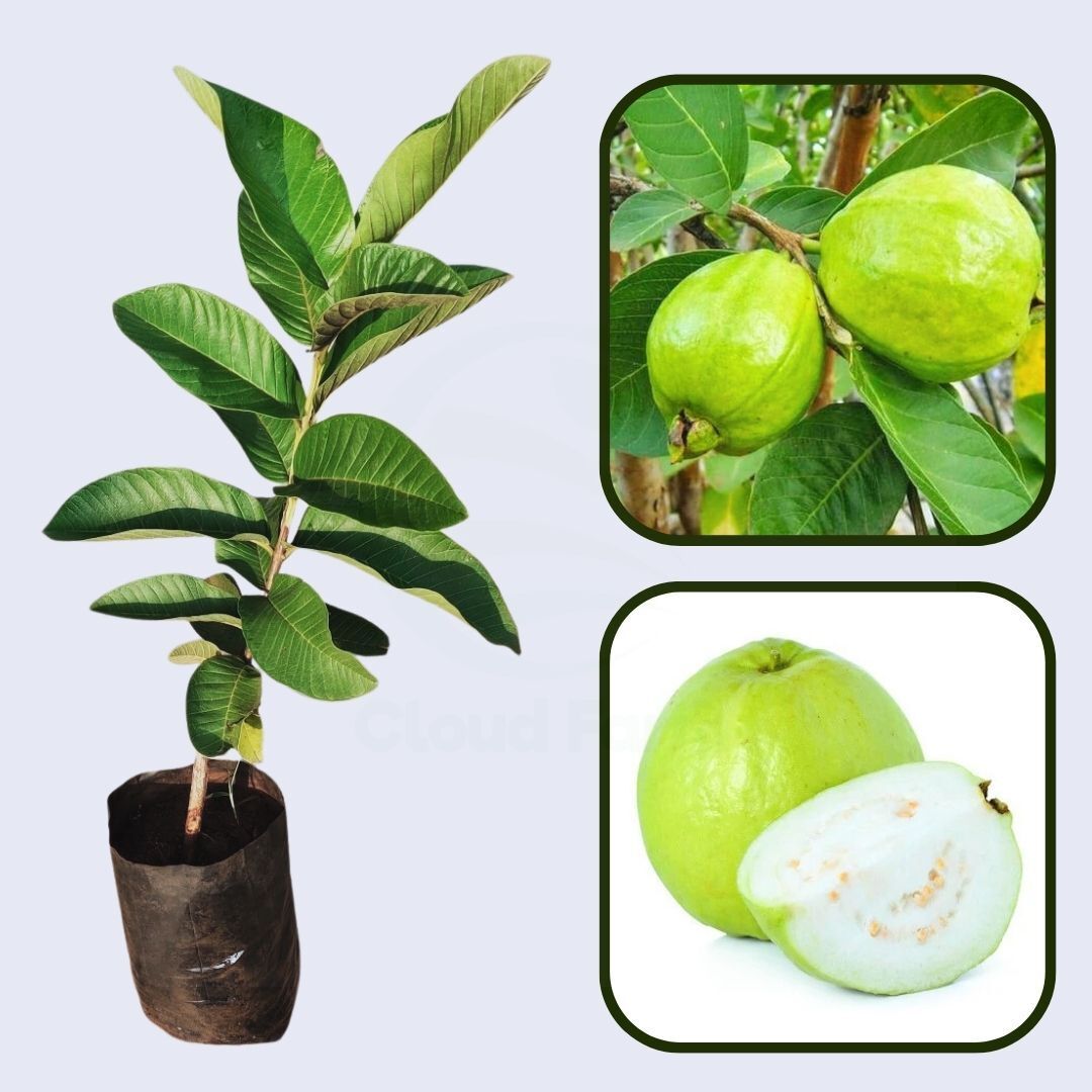 Chittidar Guava Air Layered Healthy Fruit Plant