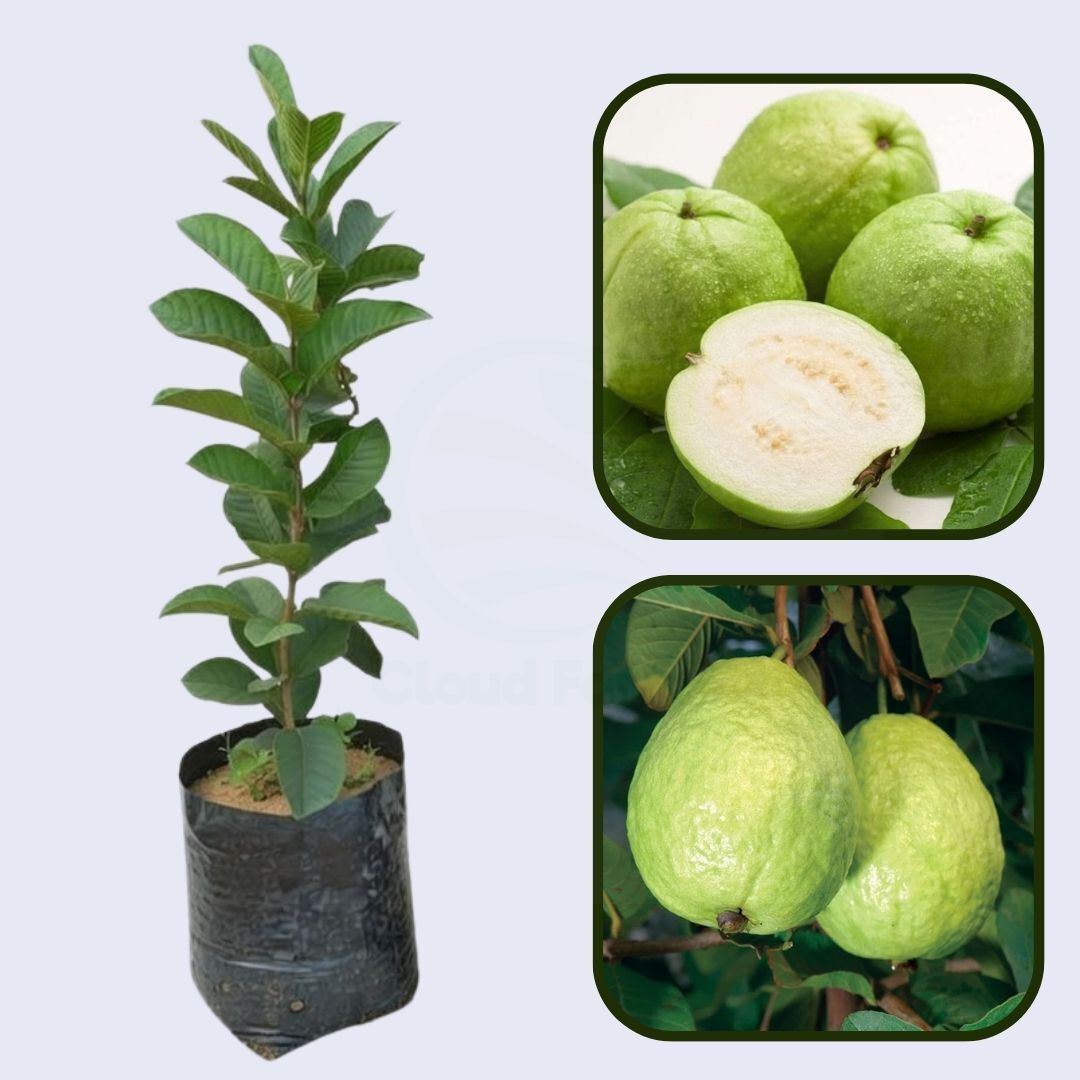 Safed Jam Guava Air Layered Healthy Fruit Plant