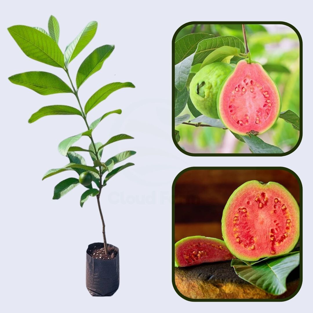 Red Fleshed Guava Air Layered Healthy Fruit Plant