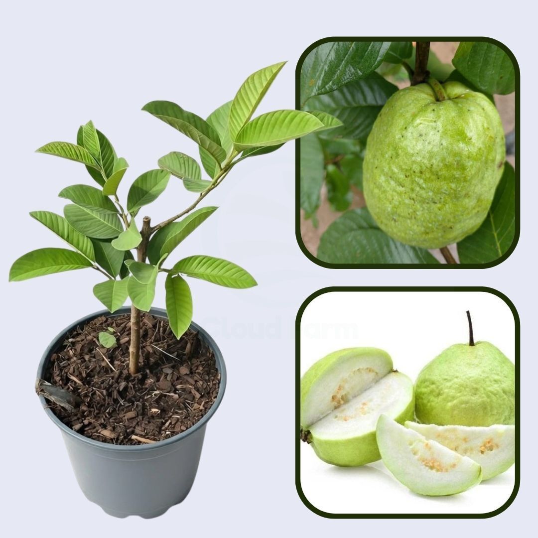 Mirzapur Seedling Guava Air Layered Healthy Fruit Plant