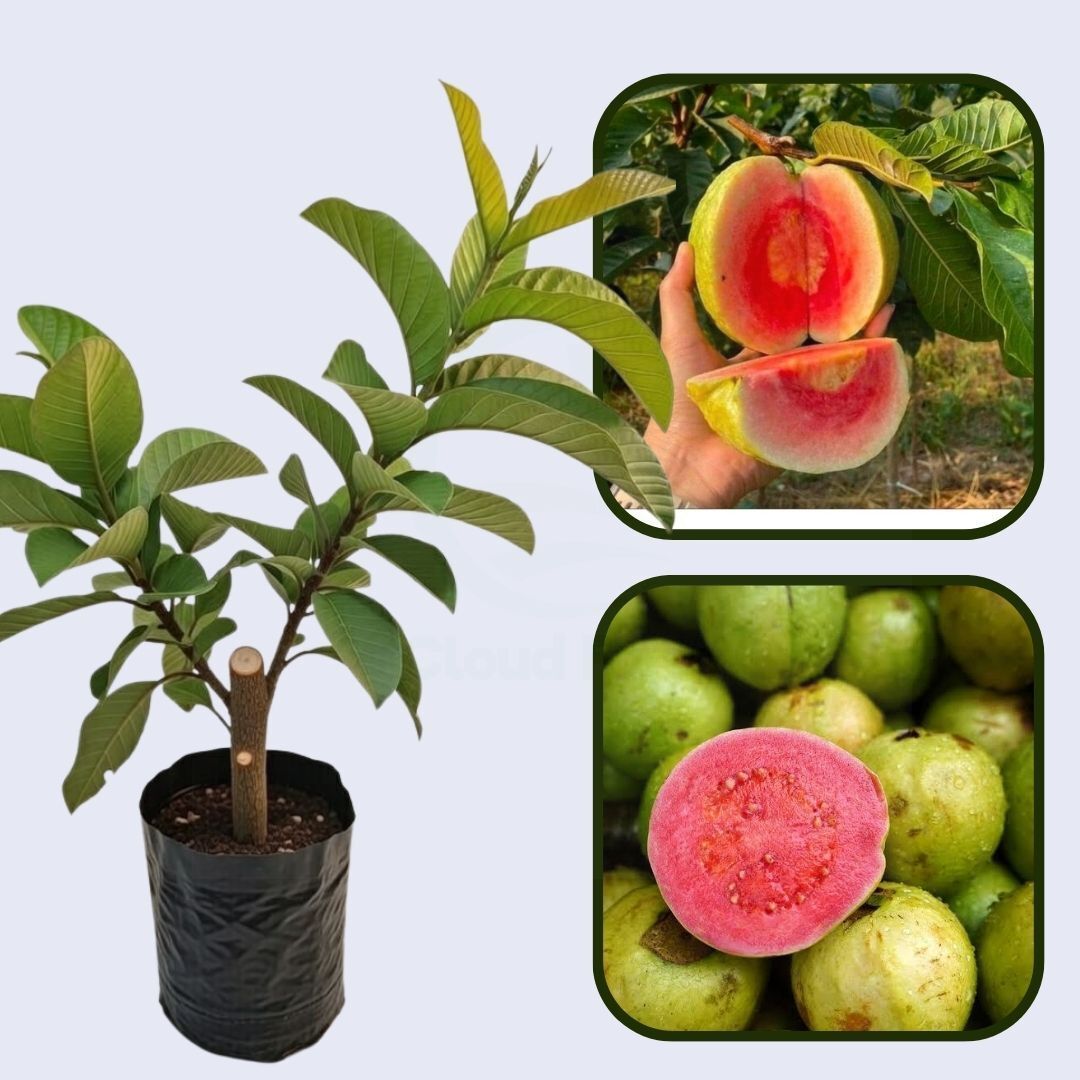 Nasik Guava Air layered Healthy Fruit Plant