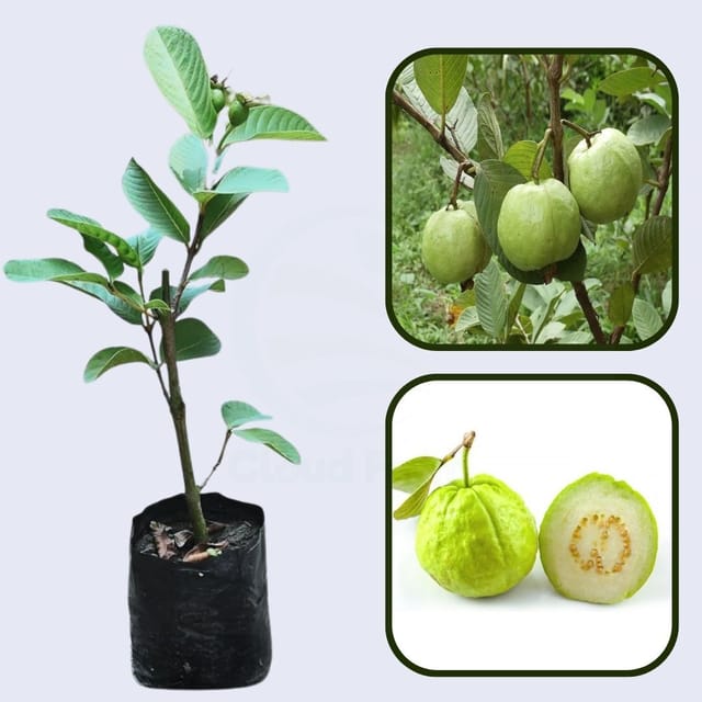 Dharwad Guava Air Layered Healthy Fruit Plant