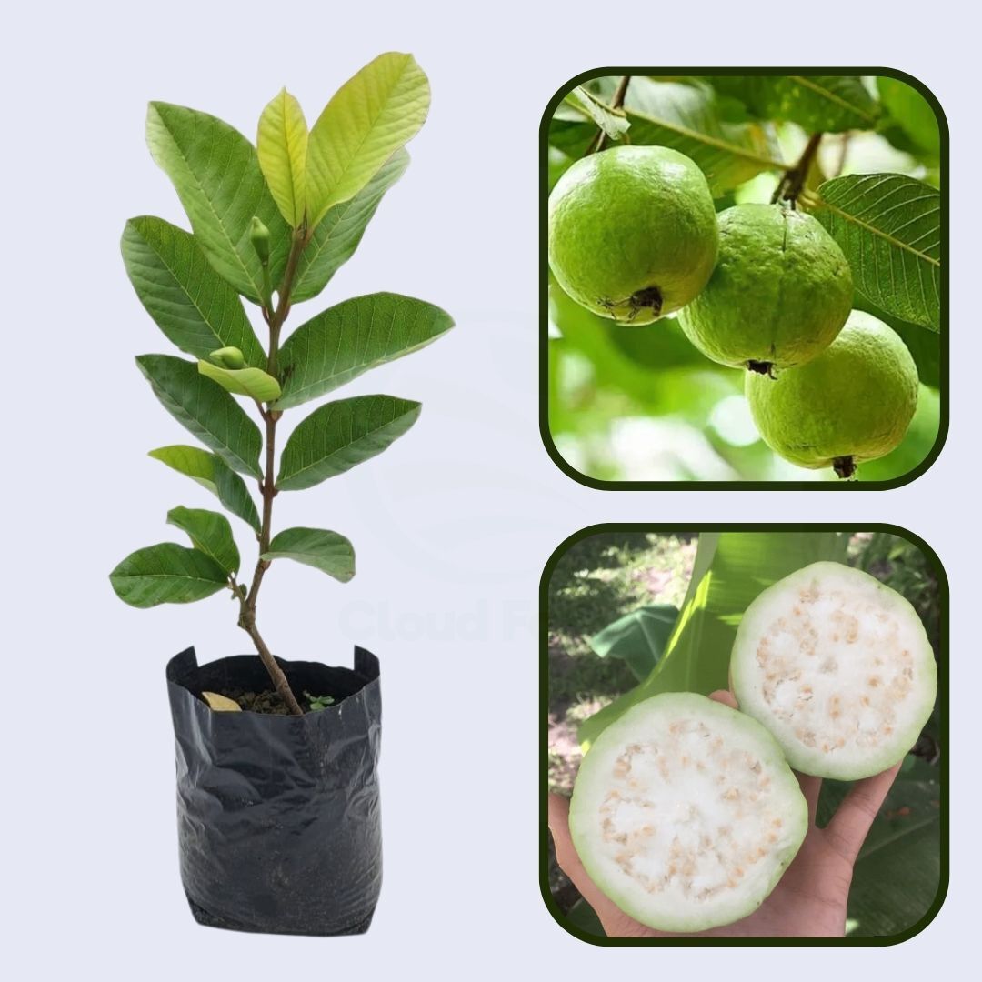 Solapur White Guava Air Layered Healthy Fruit Plant