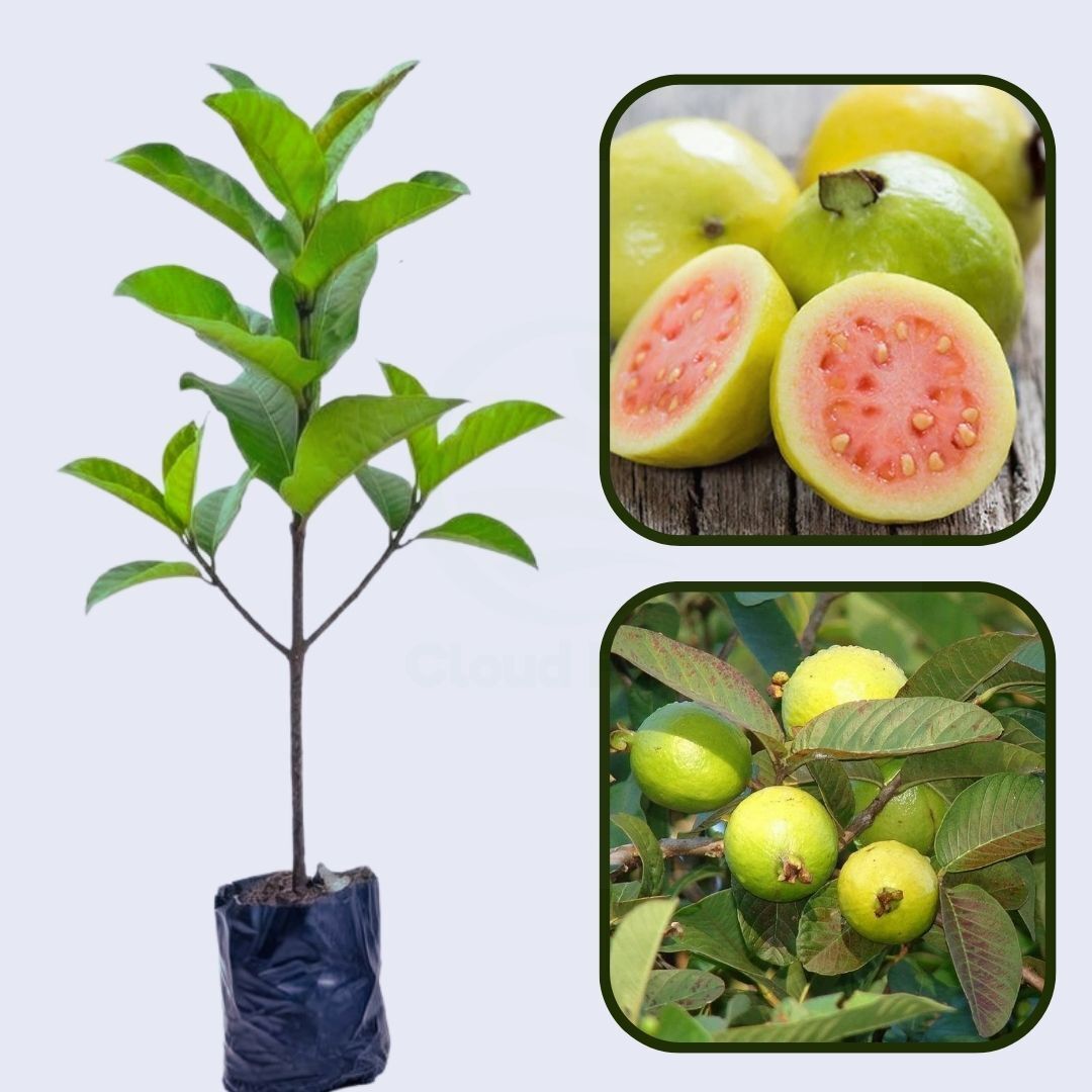 Pant Prabhat Guava Air Layered Healthy Fruit Plant