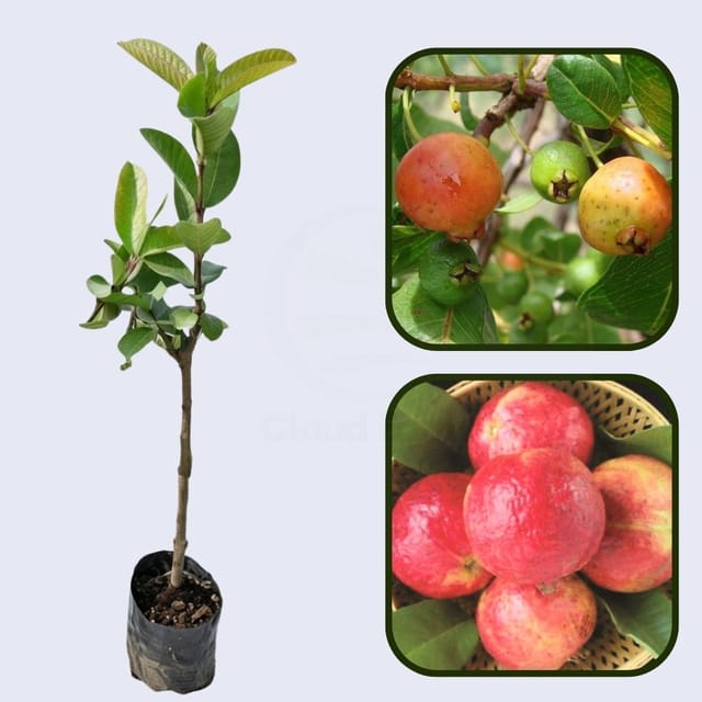 Lalima Guava Air Layered Healthy Fruit Plant