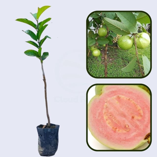 Punjab Pink Guava Air Layered Healthy Fruit Plant
