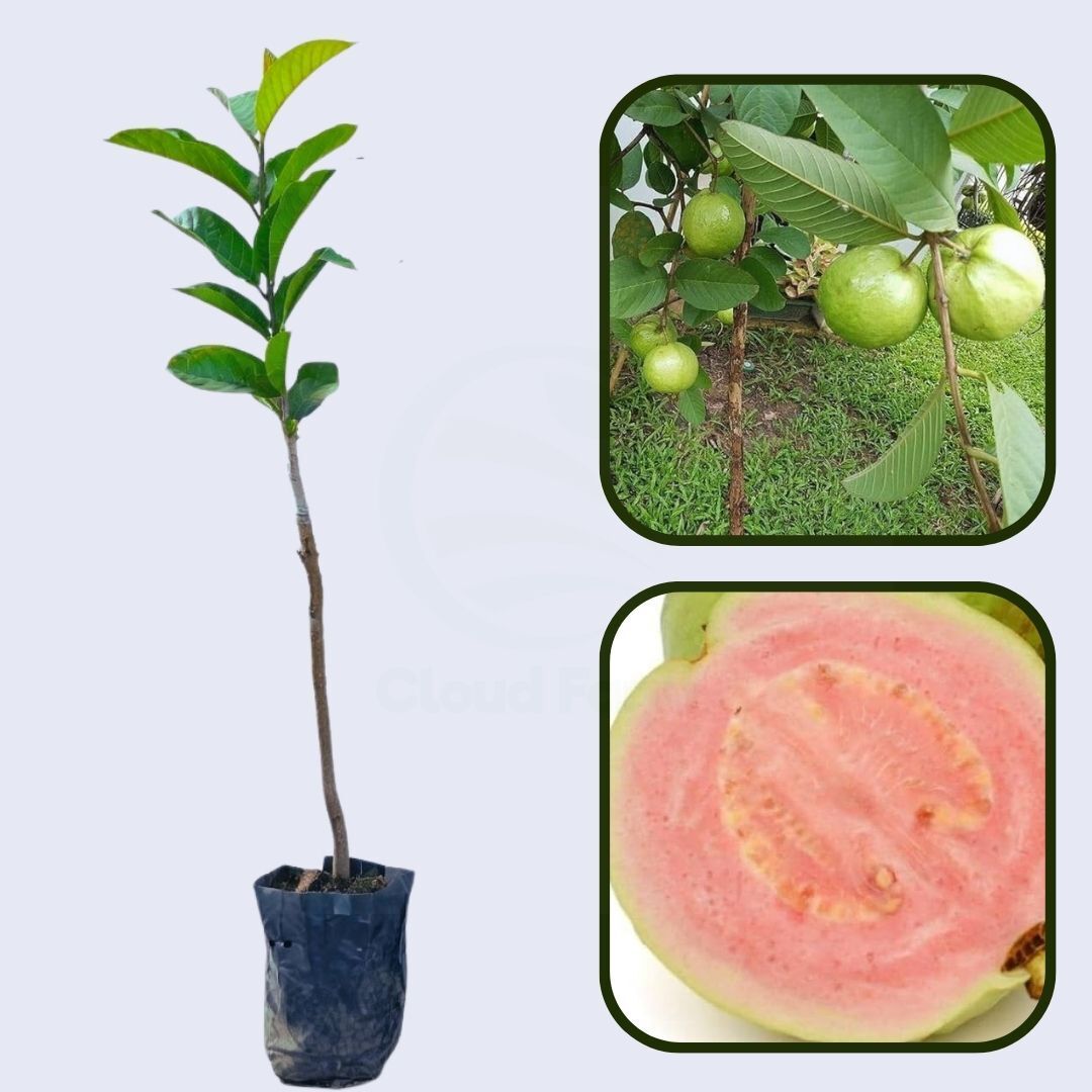 Punjab Pink Guava Air Layered Healthy Fruit Plant