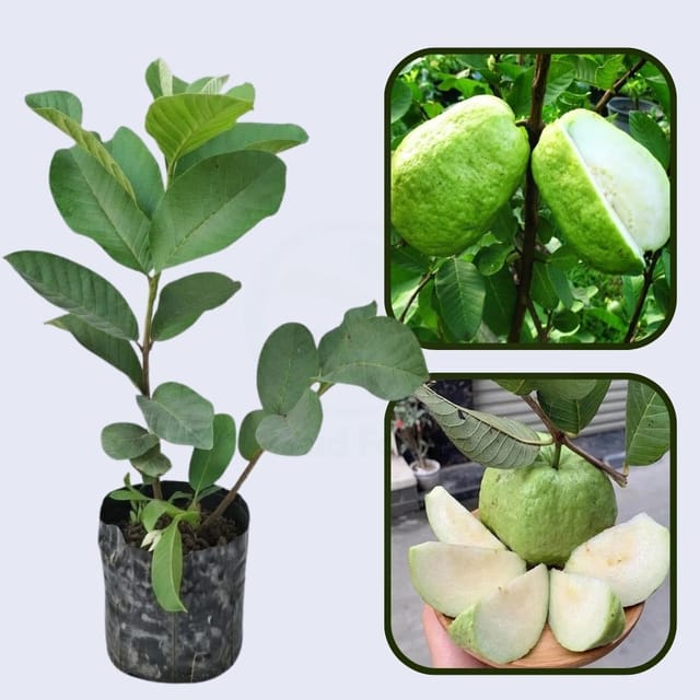 Seedless Guava Air Layered Healthy Fruit Plant