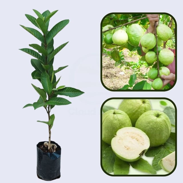 Hybrid-1 Guava Air Layered Healthy Fruit Plant