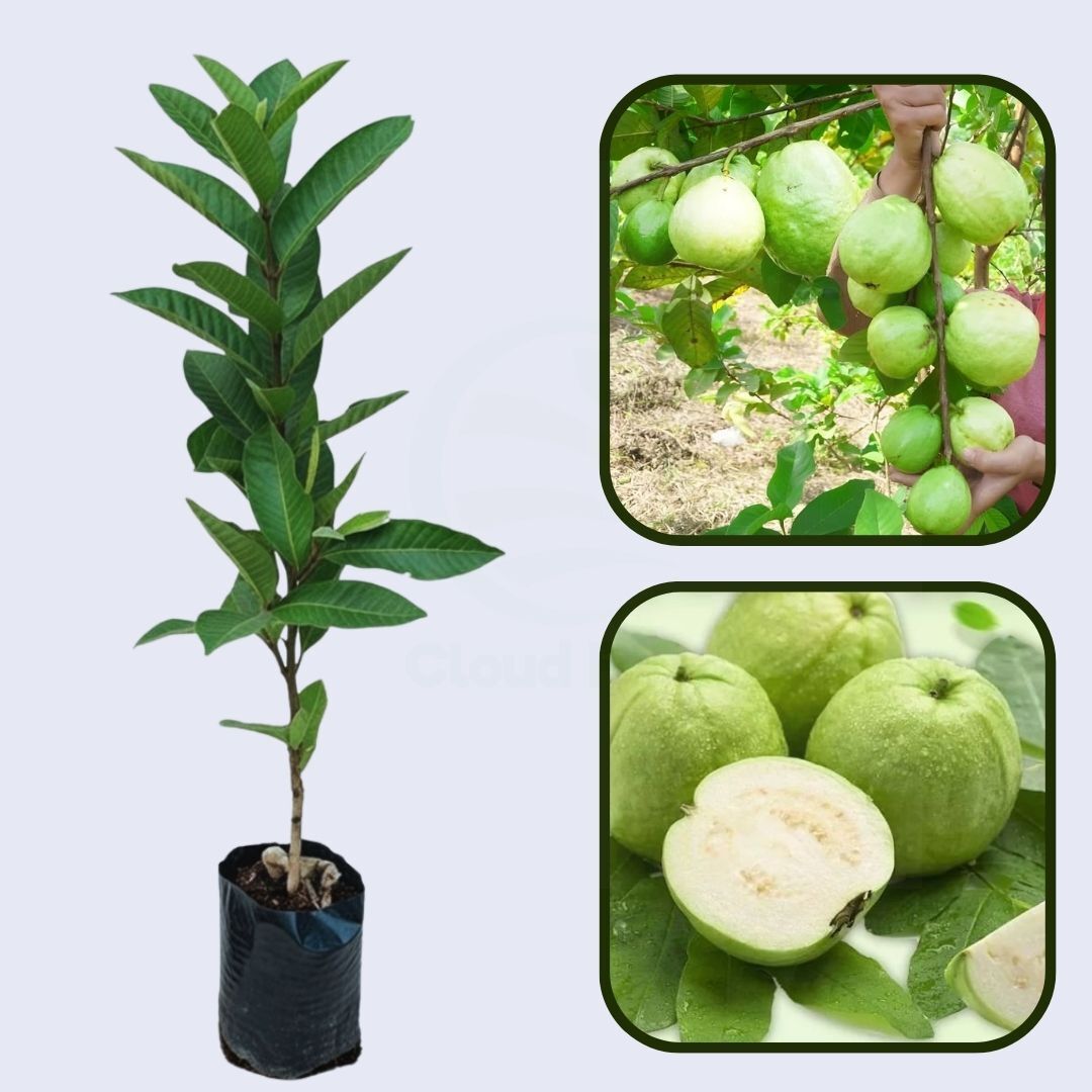 Hybrid-1 Guava Air Layered Healthy Fruit Plant