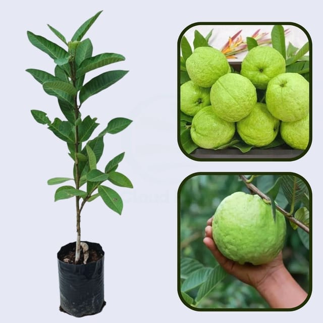 Hybrid-3 Guava Air Layered Healthy Fruit Plant