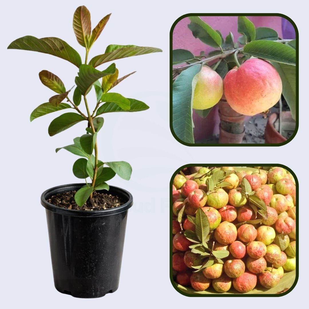 Allahabad Surkha Guava Air Layered Healthy Fruit Plant