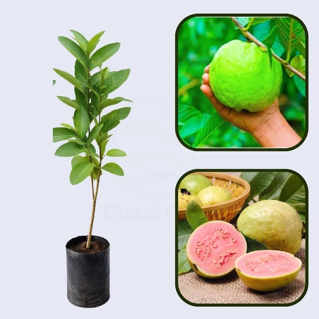 Arka Rashmi Guava Air Layered Healthy Fruit Plant