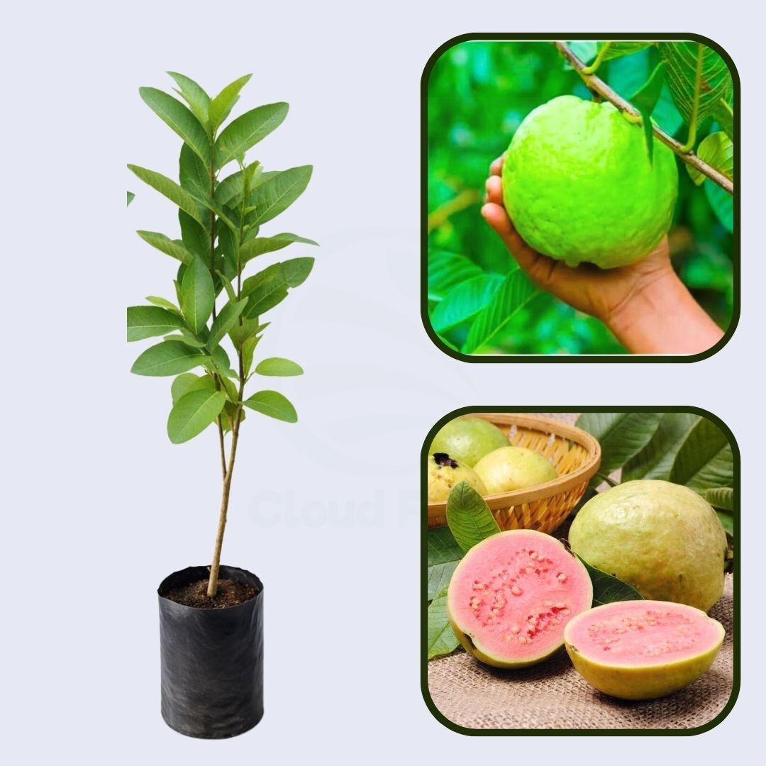 Arka Rashmi Guava Air Layered Healthy Fruit Plant