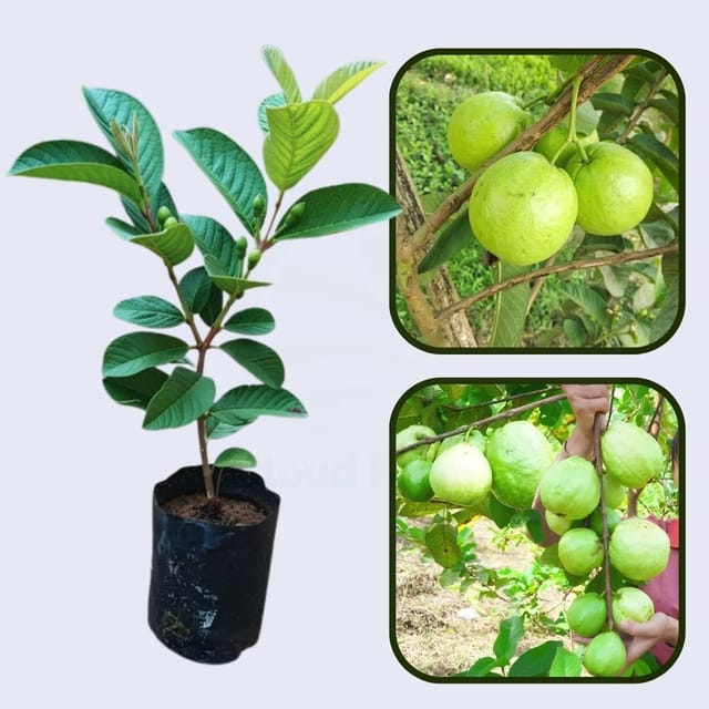 CISH G-1 Guava Air Layered Healthy Fruit Plant