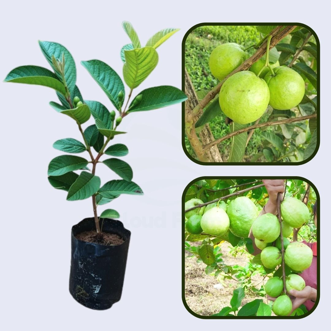 CISH G-1 Guava Air Layered Healthy Fruit Plant