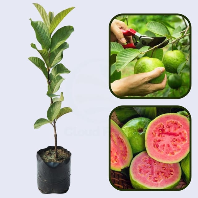CISH G-2 Guava Air Layered Healthy Fruit Plant