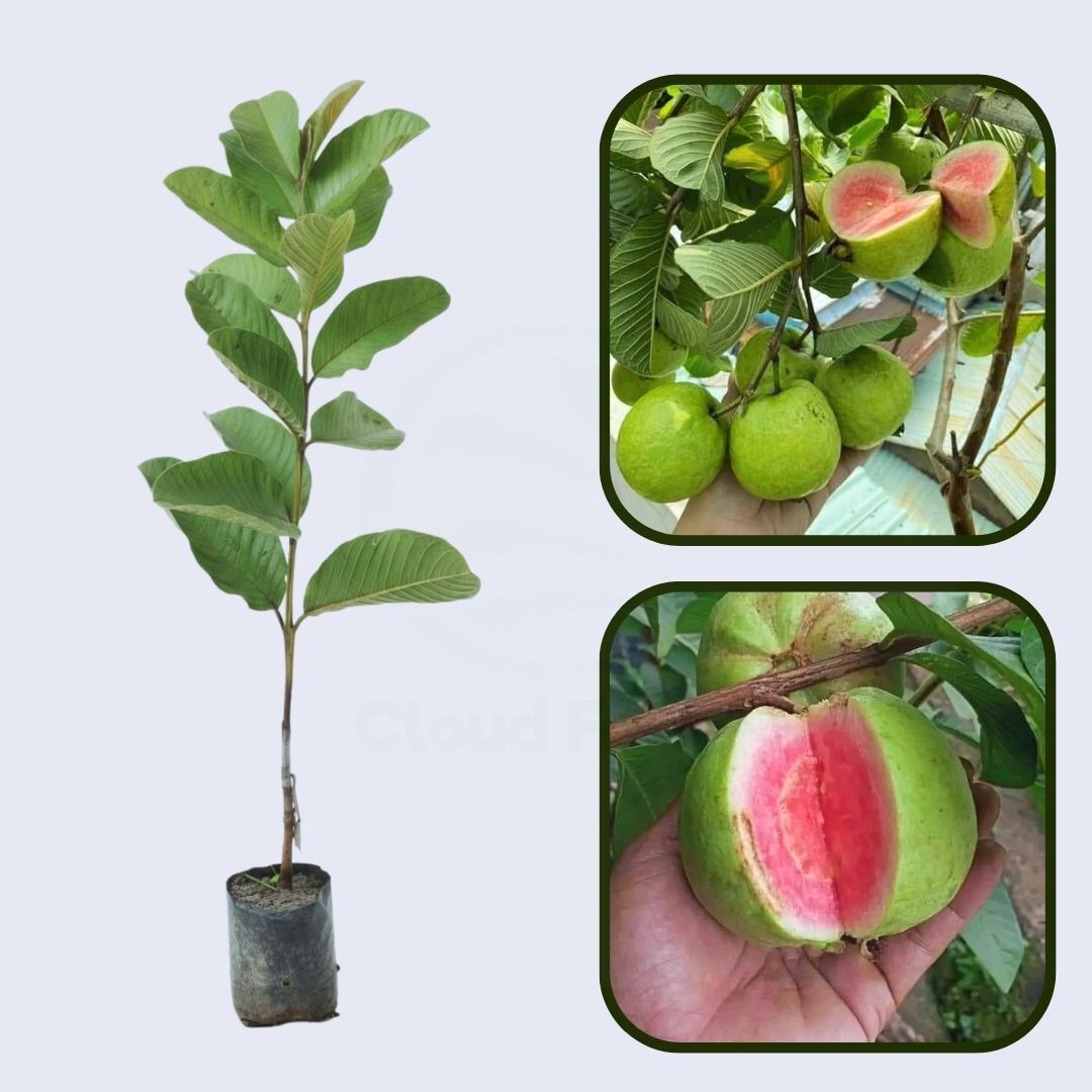 CISH G-3 Guava Air Layered Healthy Fruit Plant