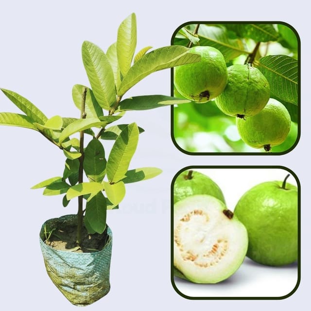 CISH G-4 Guava Air Layered Healthy Fruit Plant