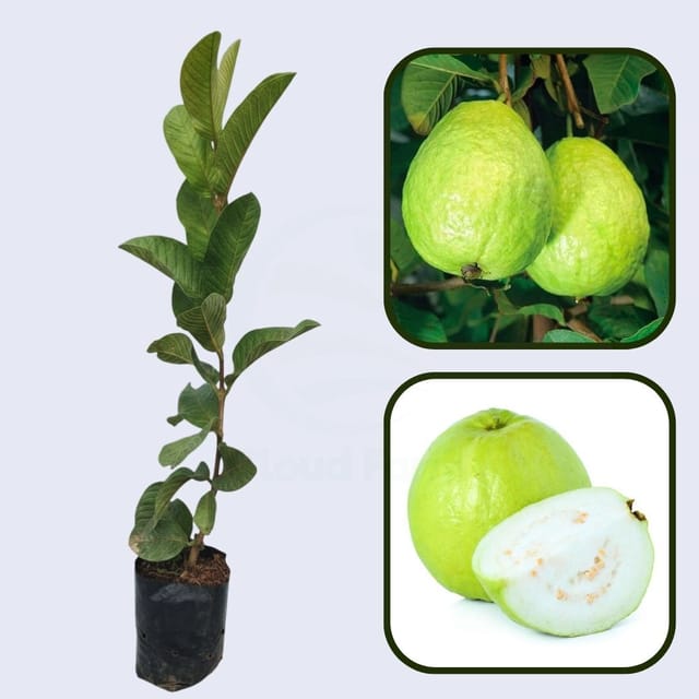CISH G-5 Guava Air Layered Healthy Fruit Plant