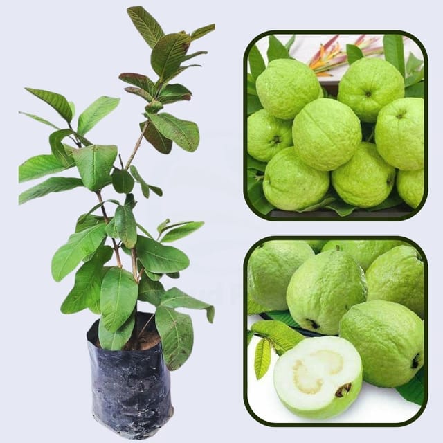 CISH G-6 Guava Air Layered Healthy Fruit Plant