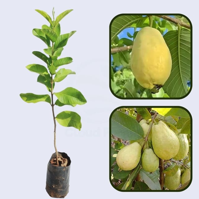 Doodh Khaja Guava Air Layered Healthy Fruit Plant