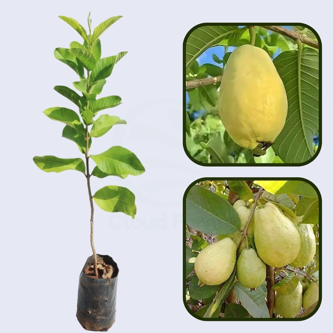 Doodh Khaja Guava Air Layered Healthy Fruit Plant