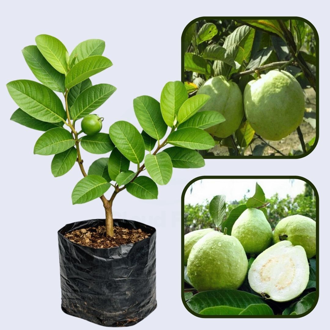 Barafkhana Guava Air Layered Healthy Fruit Plant