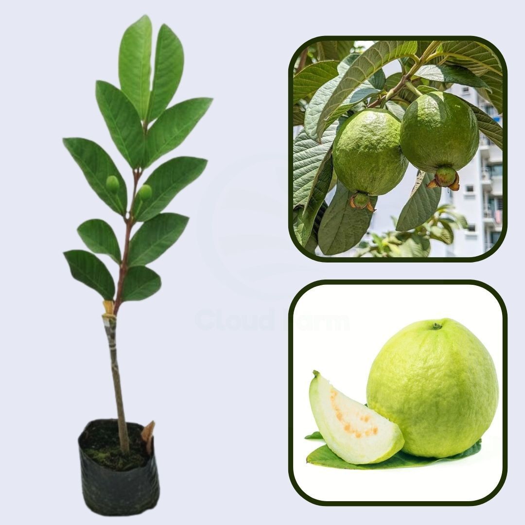 Gwalior-27 Guava Air Layered Healthy Fruit Plant