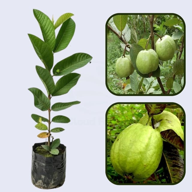 Sardar Improved Guava Air Layered Healthy Fruit Plant Sardar Improved Guava Air Layered Healthy Fruit Plant