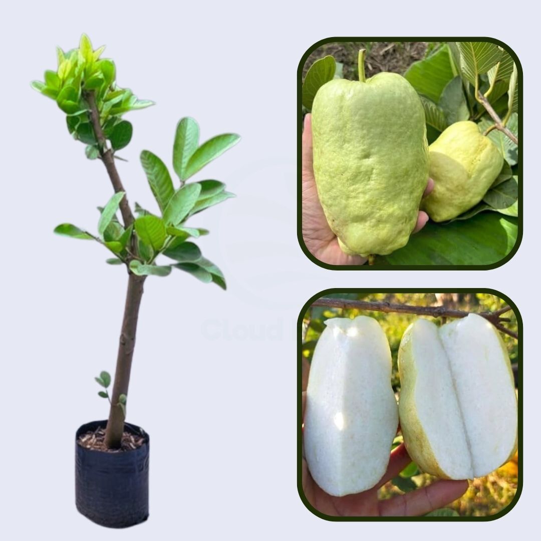 Pant Seedless Guava Air Layered Healthy Fruit Plant